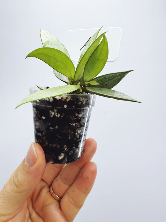 Hoya lacunosa silver mint coin (plant A)
