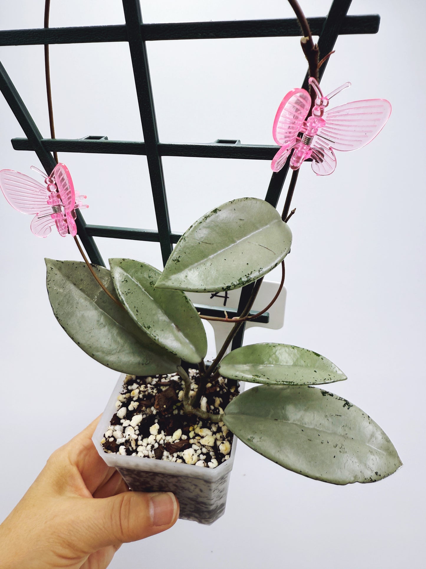 Hoya wilbur graves silver (plant A)