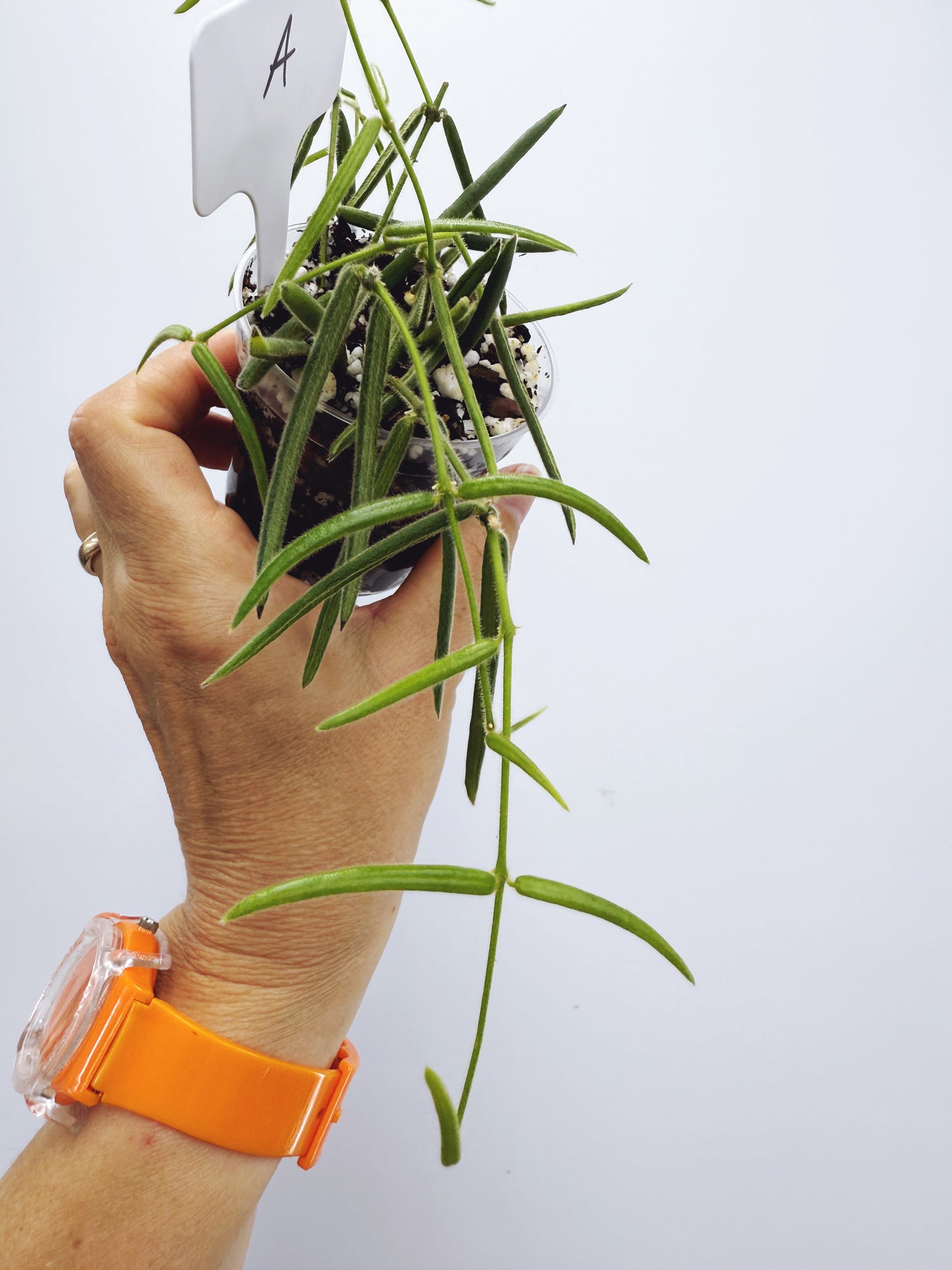 Hoya linearis (plant A)