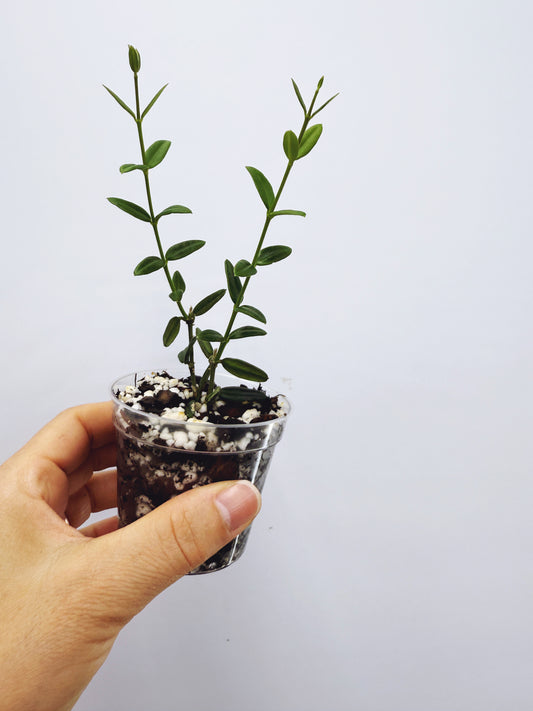 Hoya engleriana