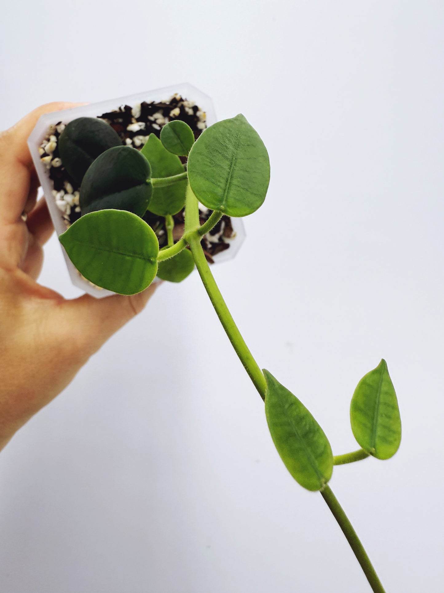 Hoya lithophytica