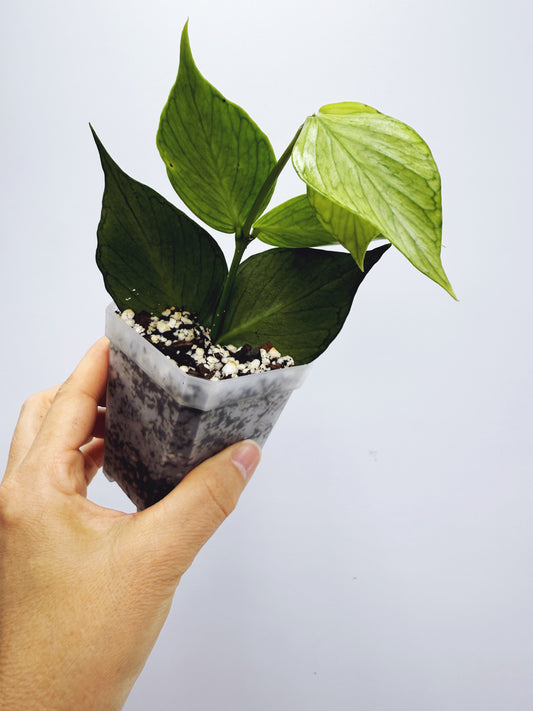 Hoya polyneura silver