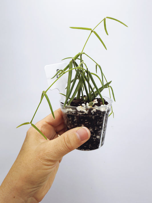 Hoya linearis (plant B)