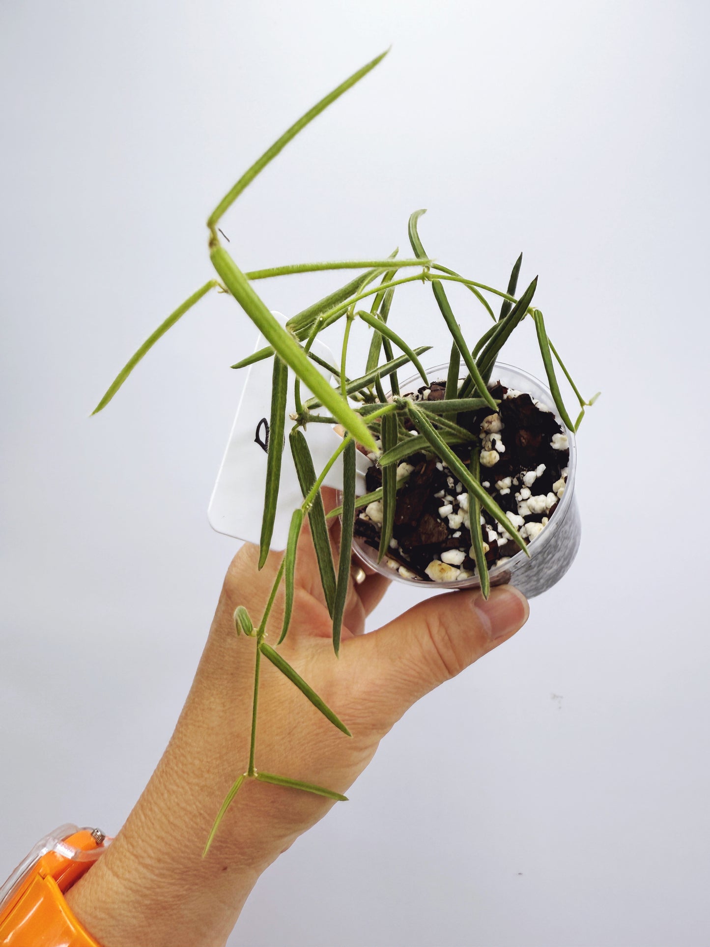 Hoya linearis (plant B)