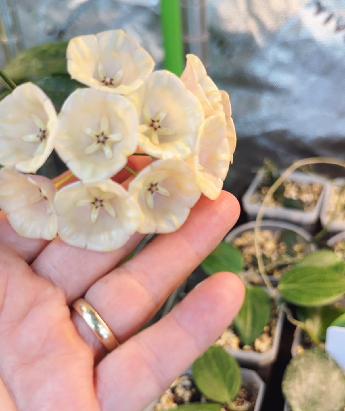 Hoya campanulata splash