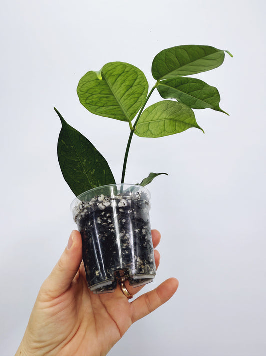 Hoya campanulata splash