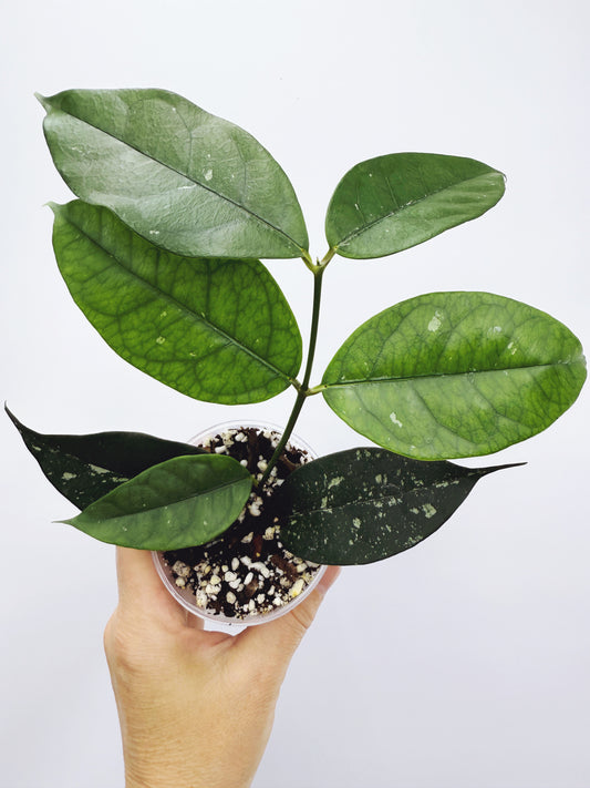Hoya campanulata splash