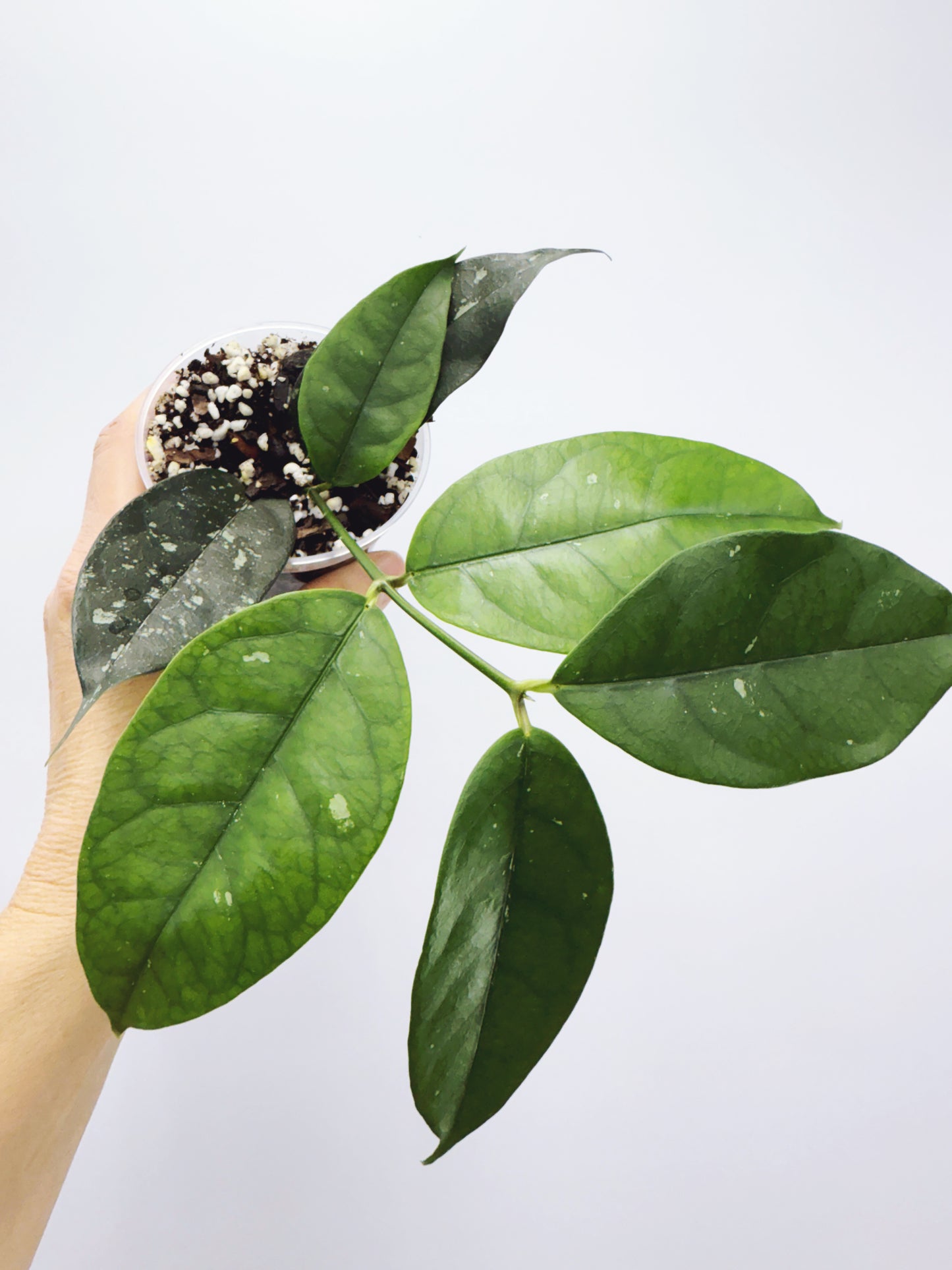 Hoya campanulata splash
