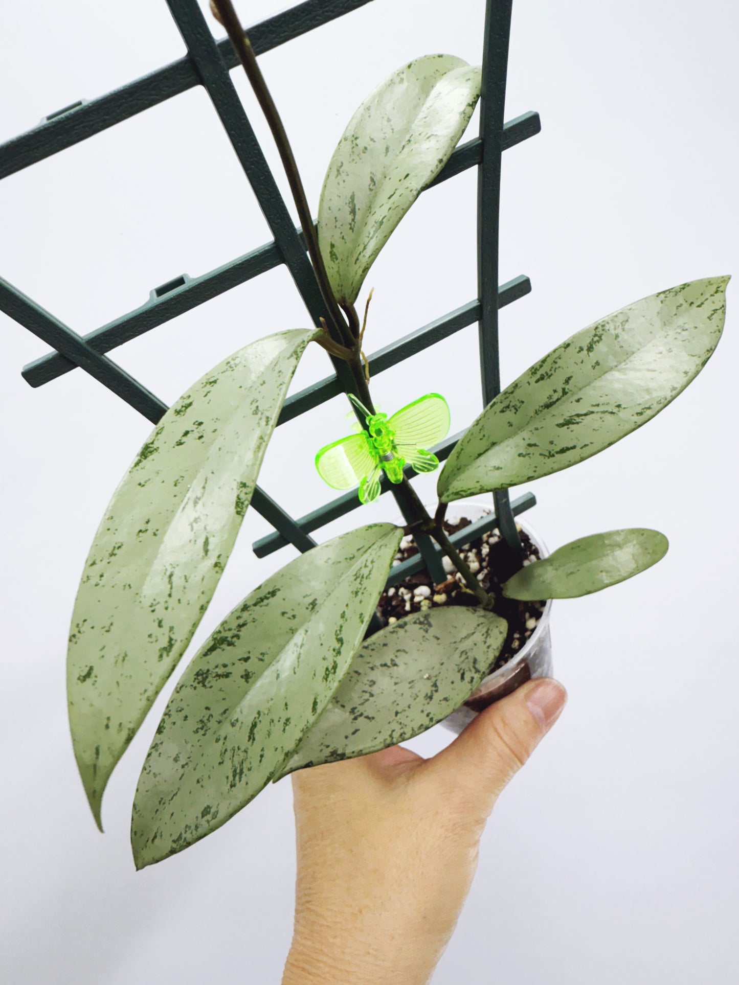 Hoya pubicalyx pink silver ghost