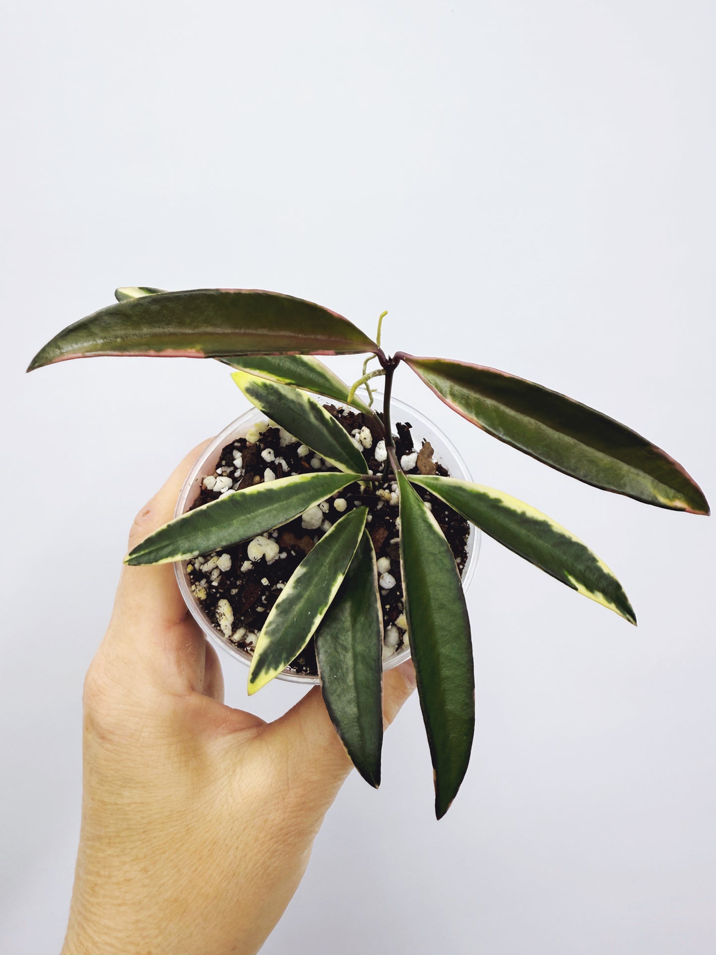 Hoya kentiana lori lynn