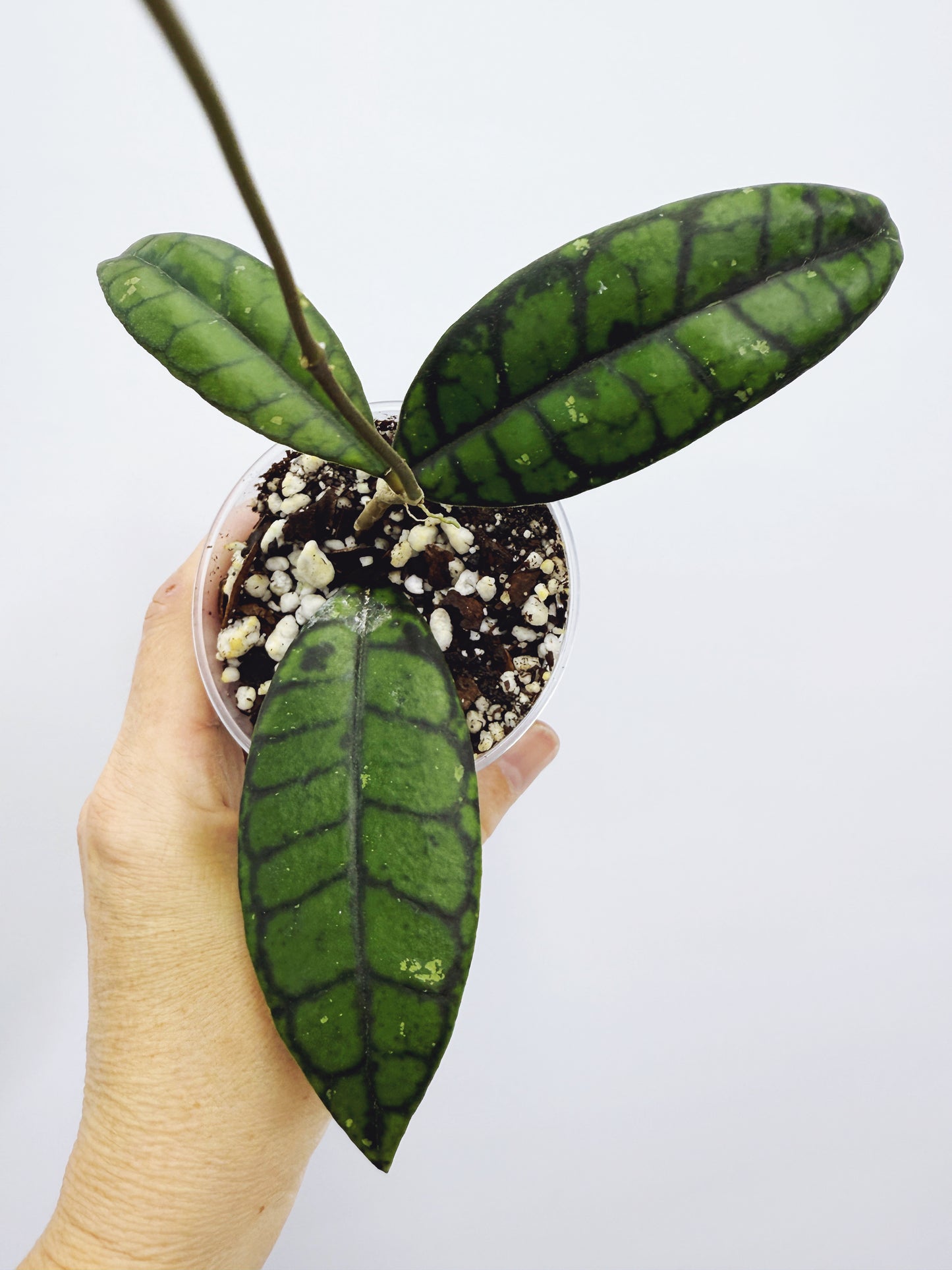 Hoya callistophylla black cat