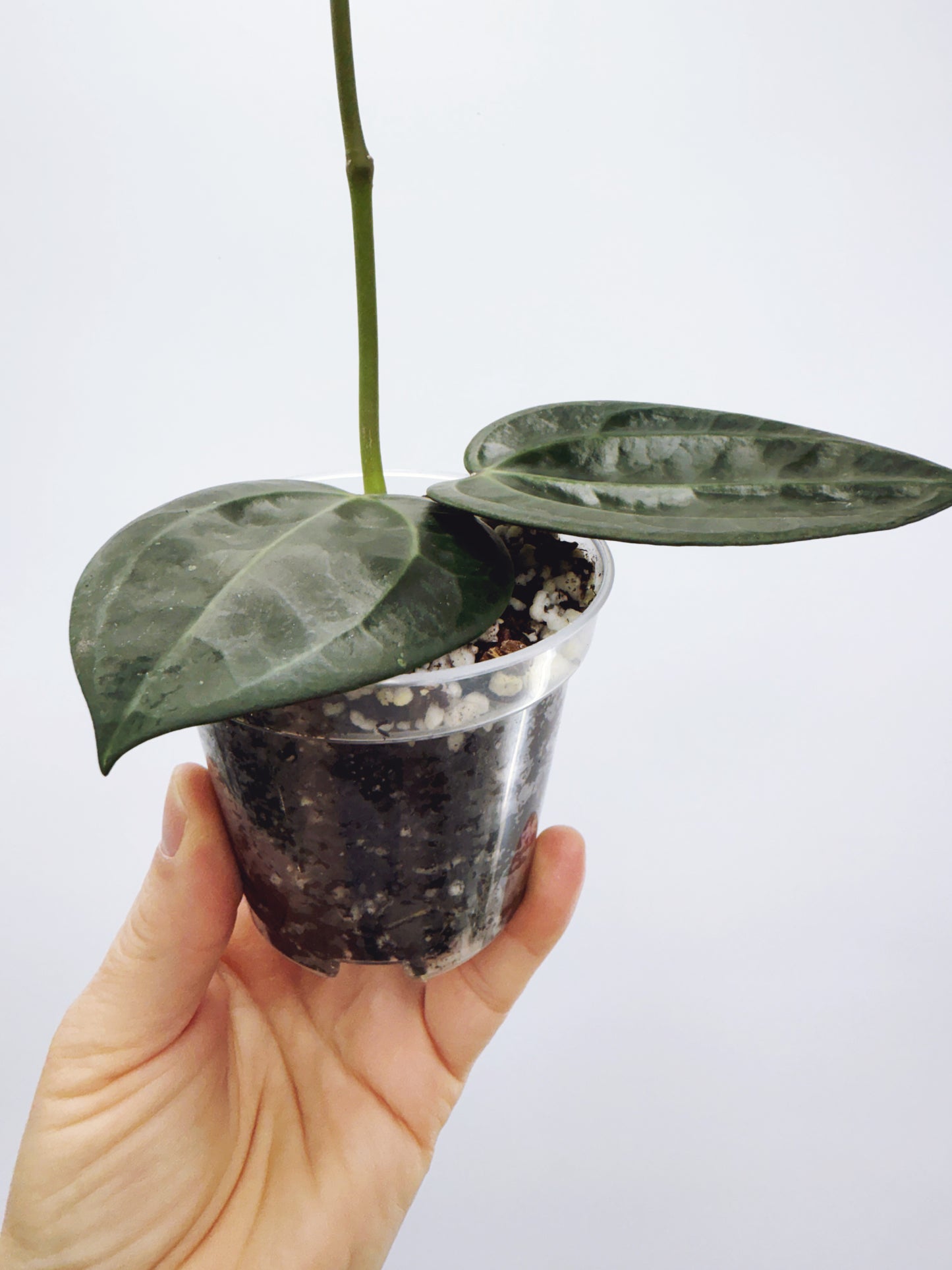 Hoya Macrophylla Red