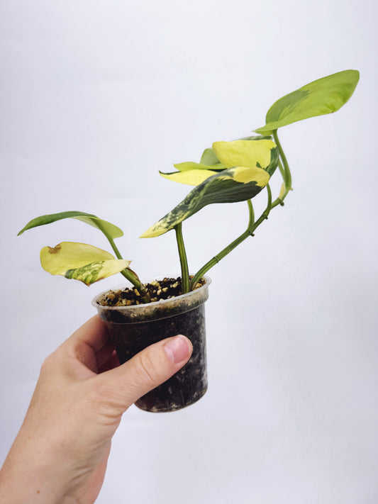 Scindapsus Jade Satin Aurea Variegated