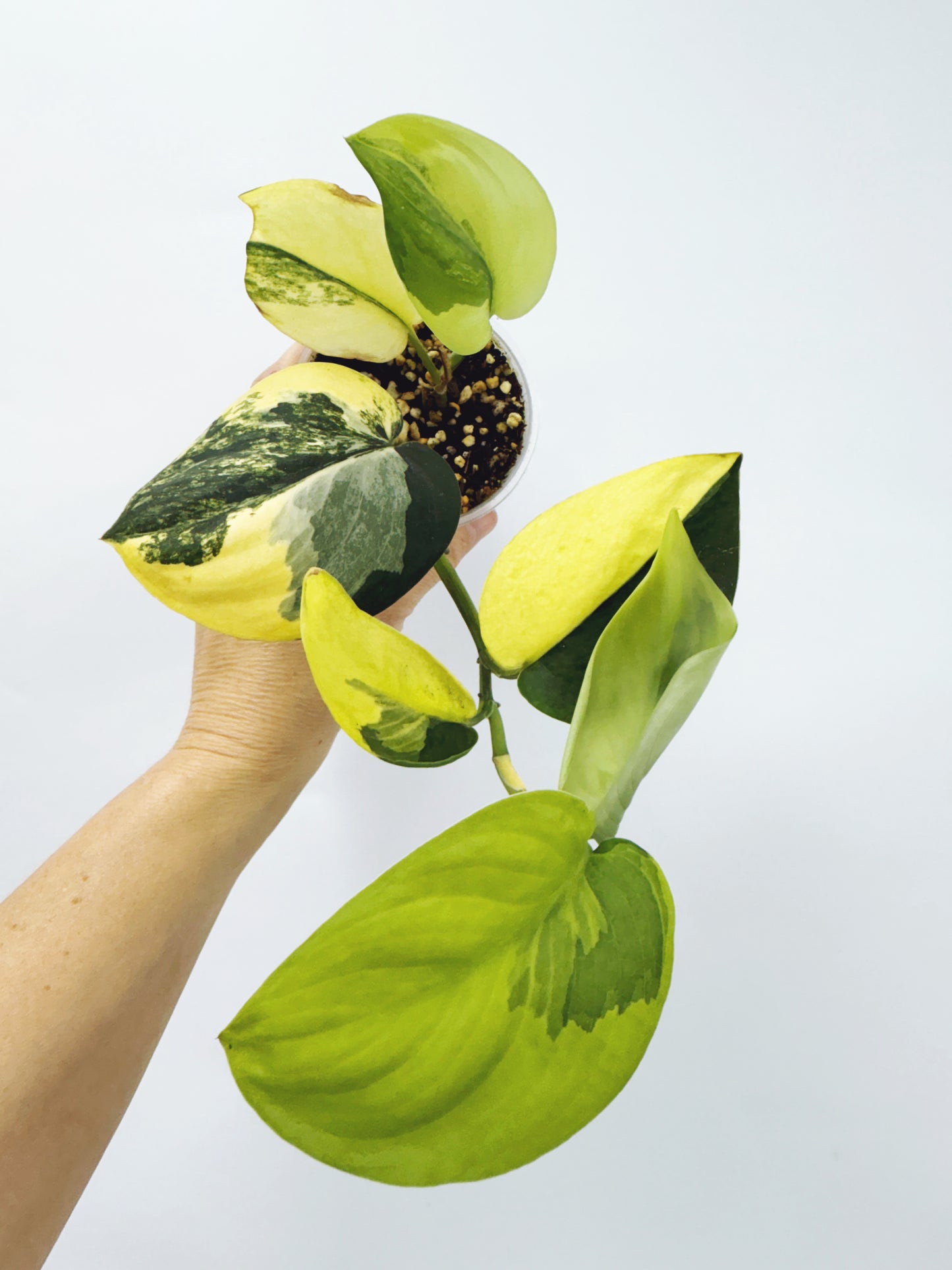 Scindapsus Jade Satin Aurea Variegated