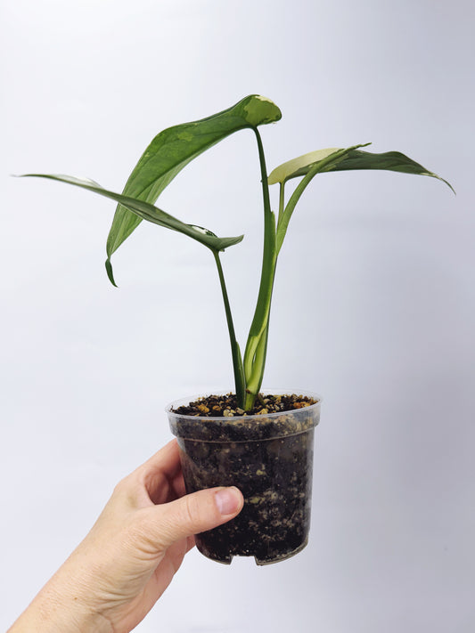 Syngonium Chiapense Variegated