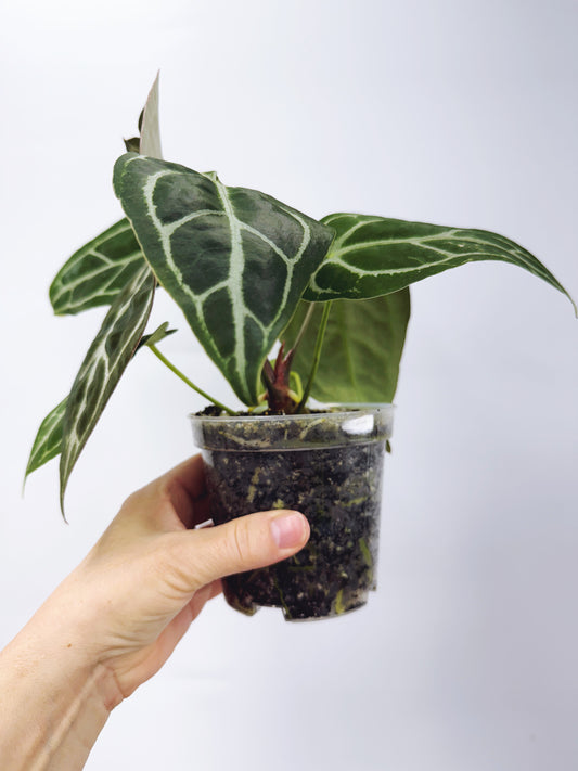 Anthurium silver blush x forgetii plant