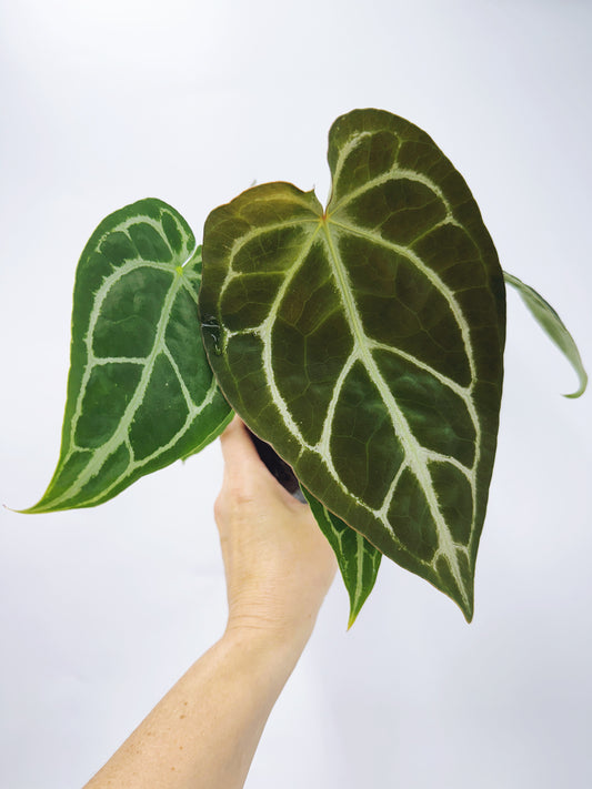 Anthurium silver blush x forgetii plant
