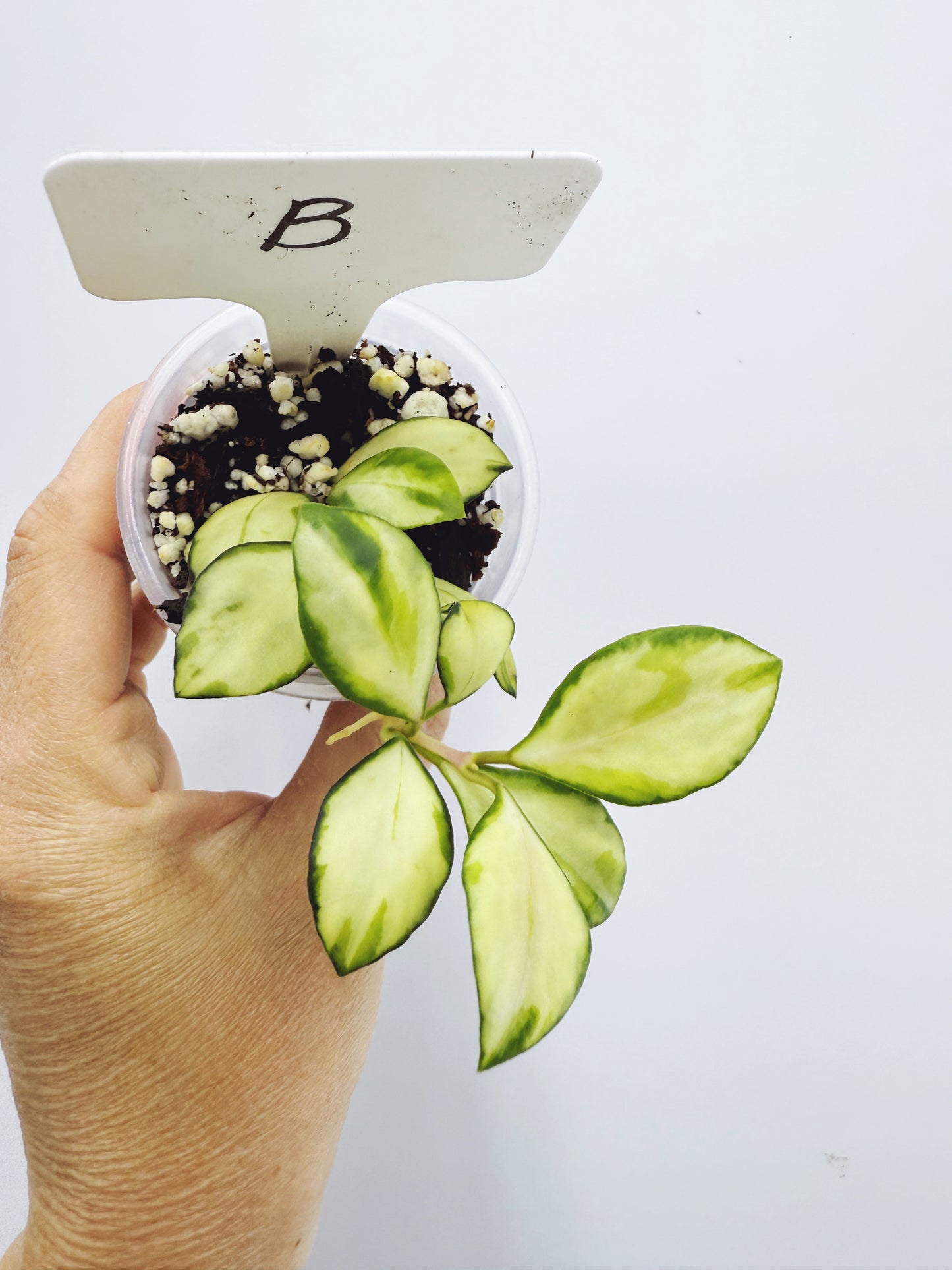 Hoya heuschkeliana variegata (Plant B)