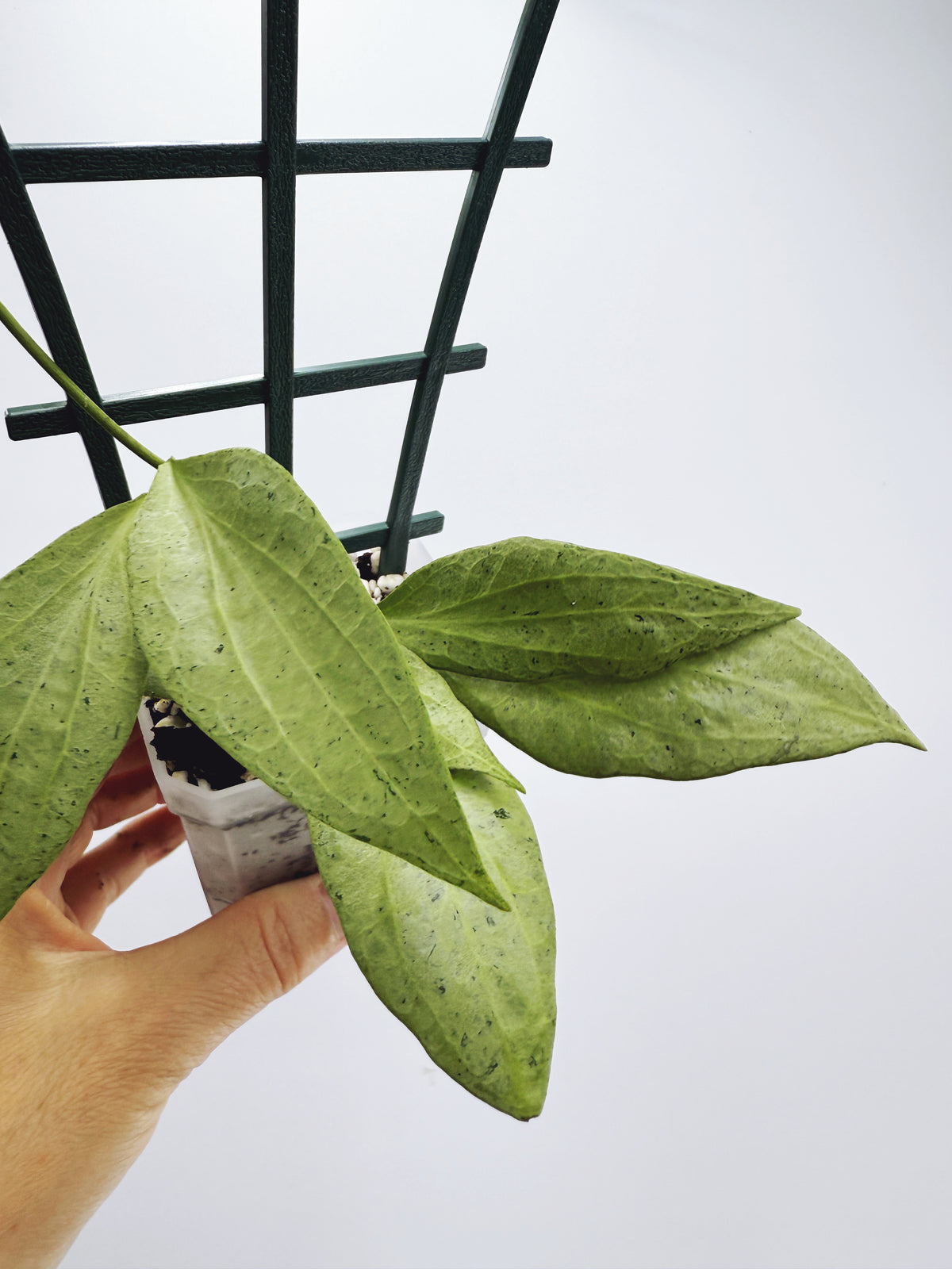 Hoya new guinea ghost