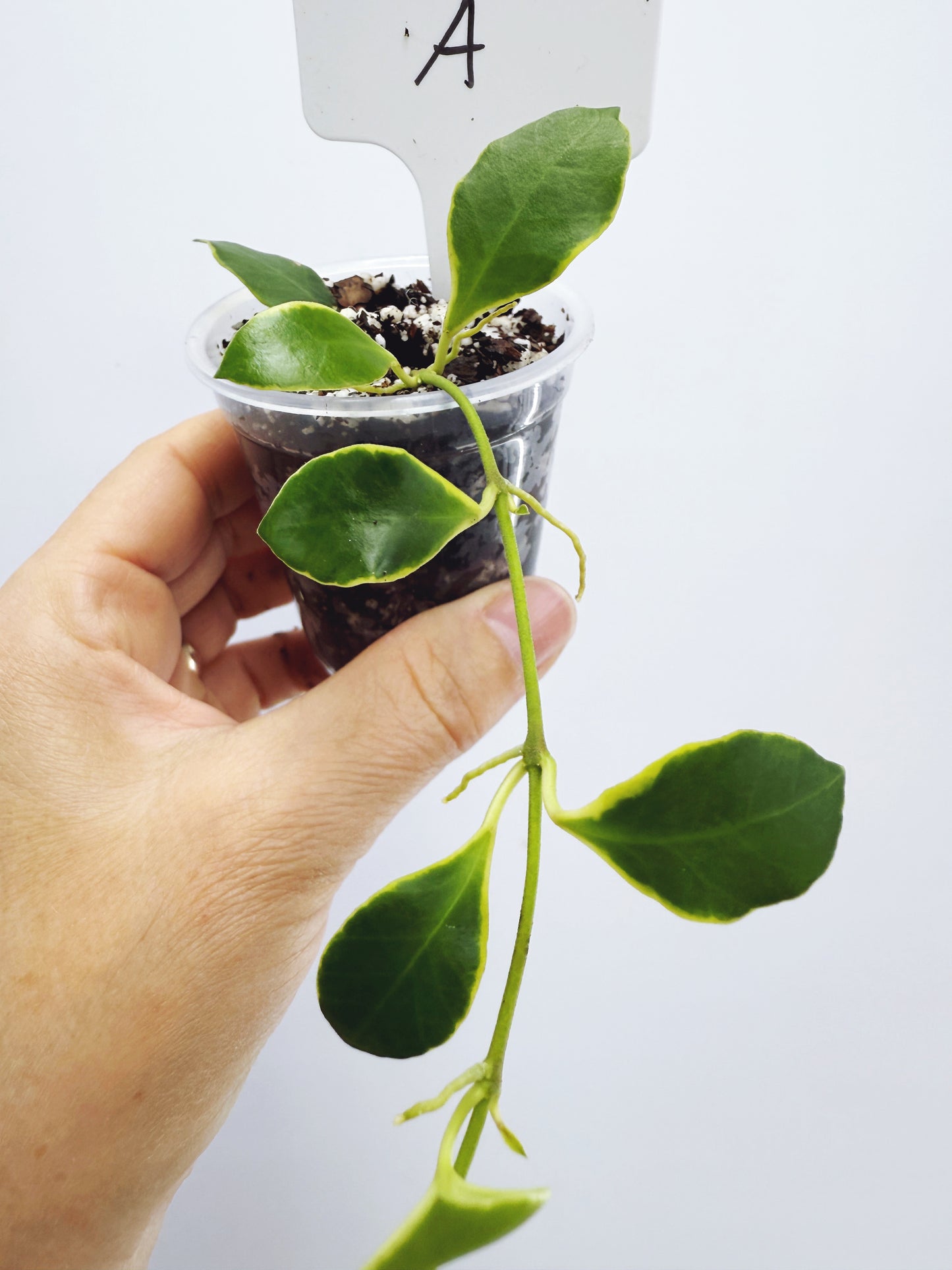 Hoya heuschkeliana albomarginata (plant A)