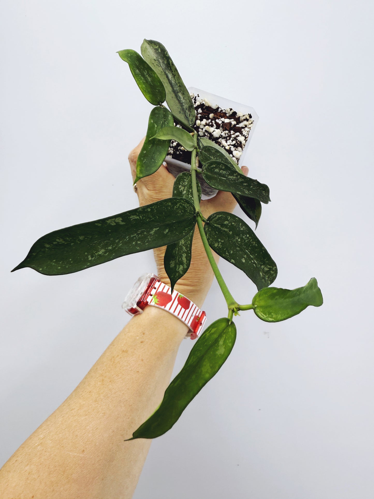 Hoya pandurata splash