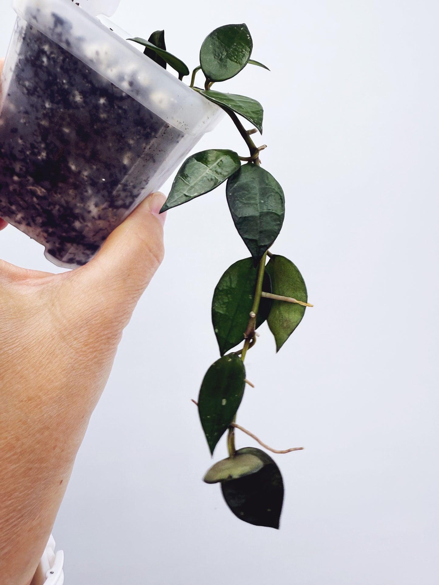 Hoya Krohniana Black Plant B