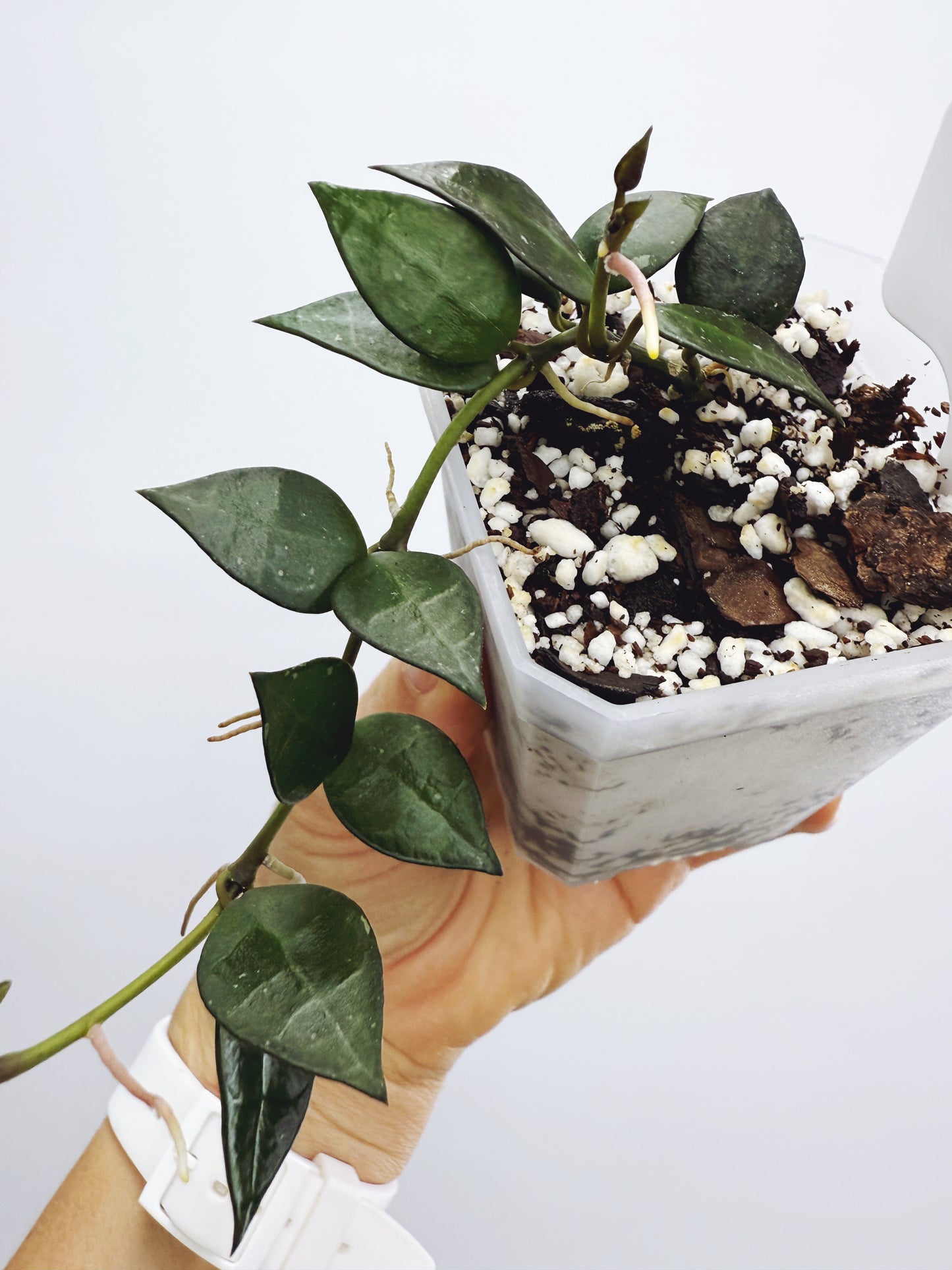 Hoya Krohniana Black Plant A