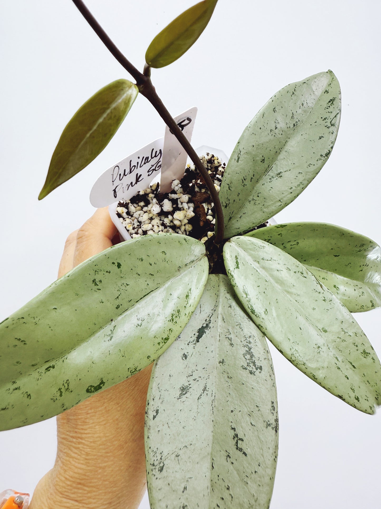 Hoya pubicalyx pink silver ghost (plant B)