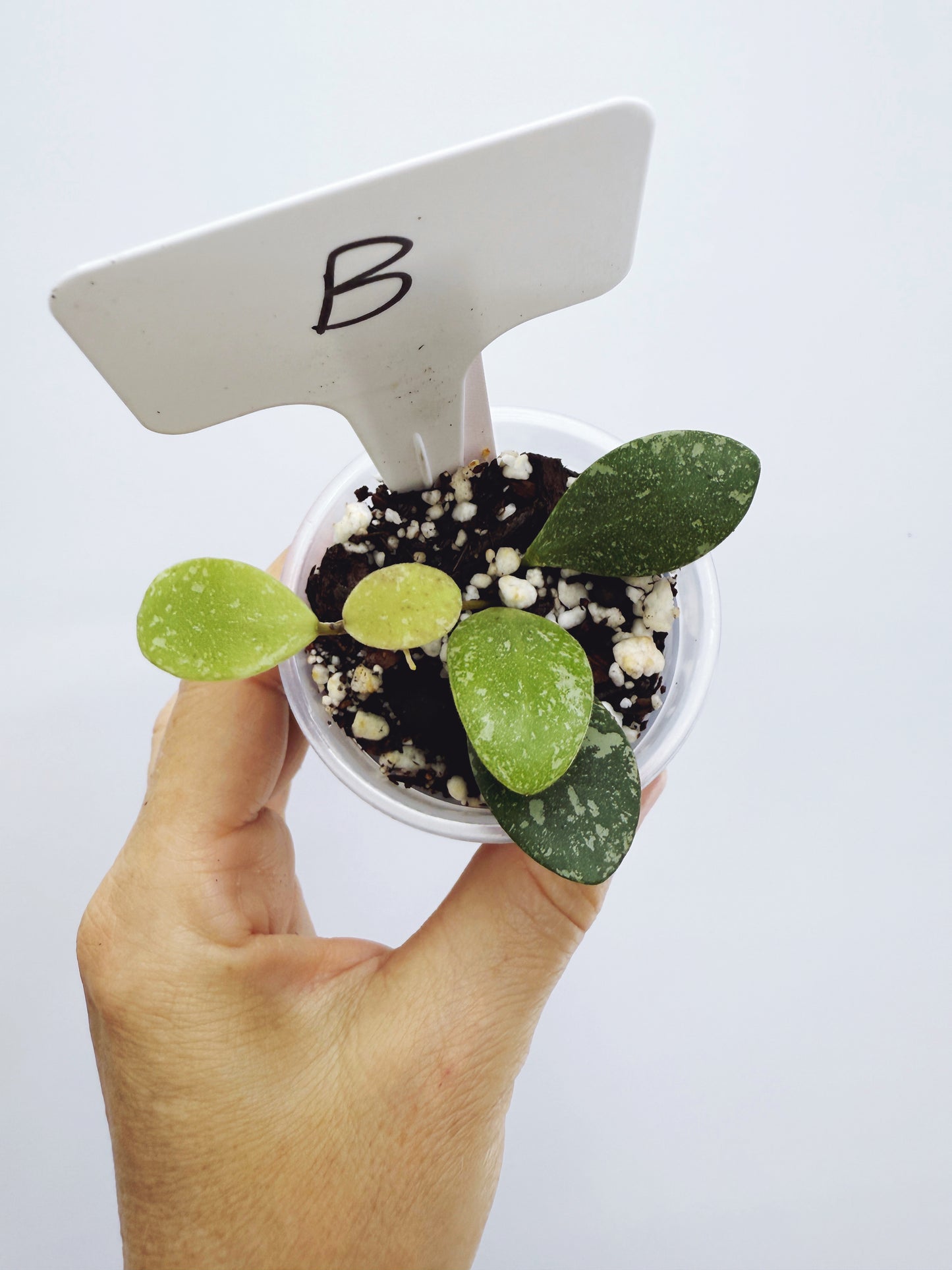 Hoya ETS-10 Splash Plant B