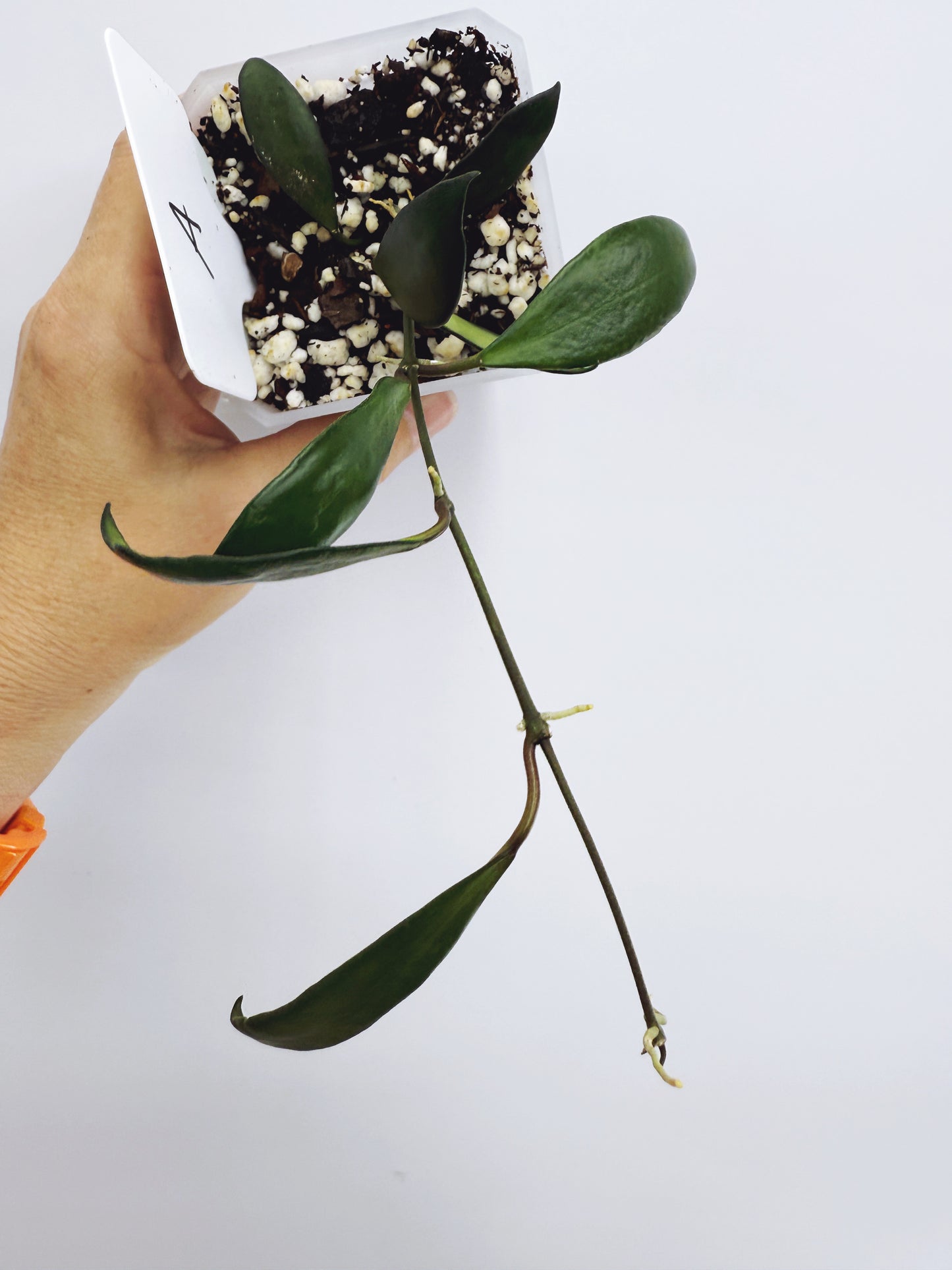 Hoya davidcummingii Plant A