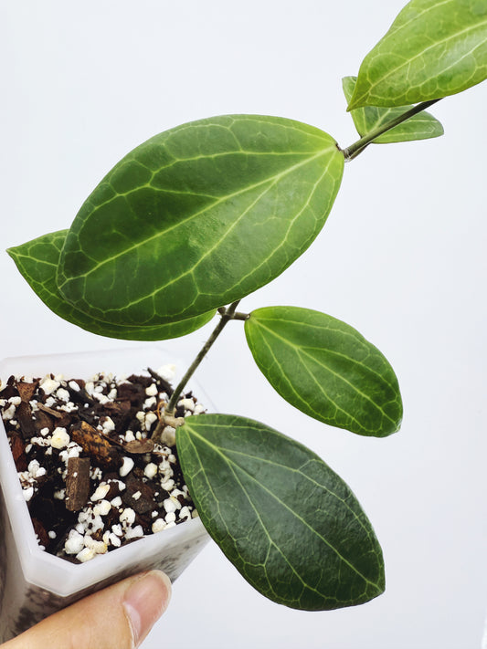 Hoya camphorifolia
