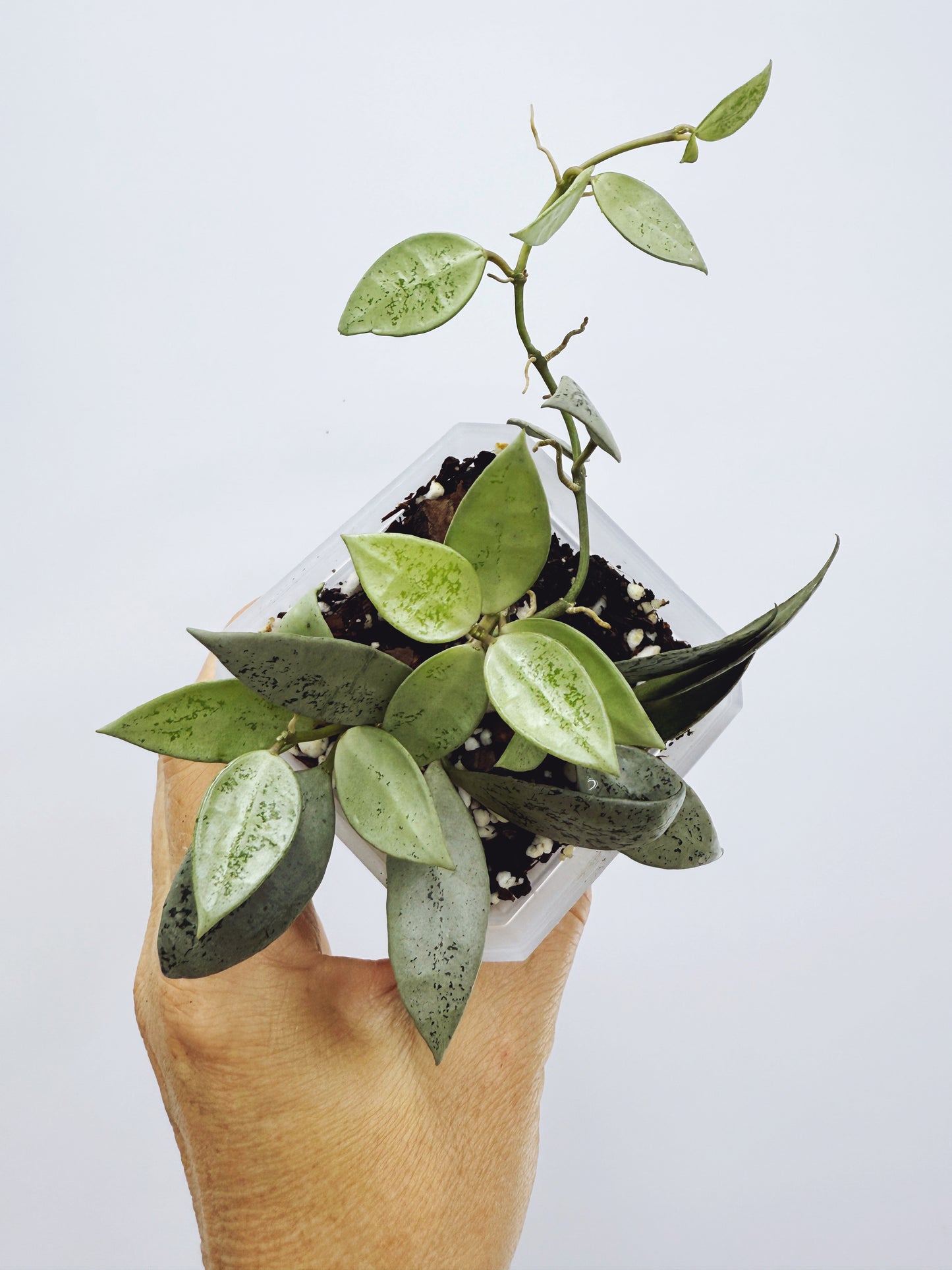 Hoya lacunosa leopard skin