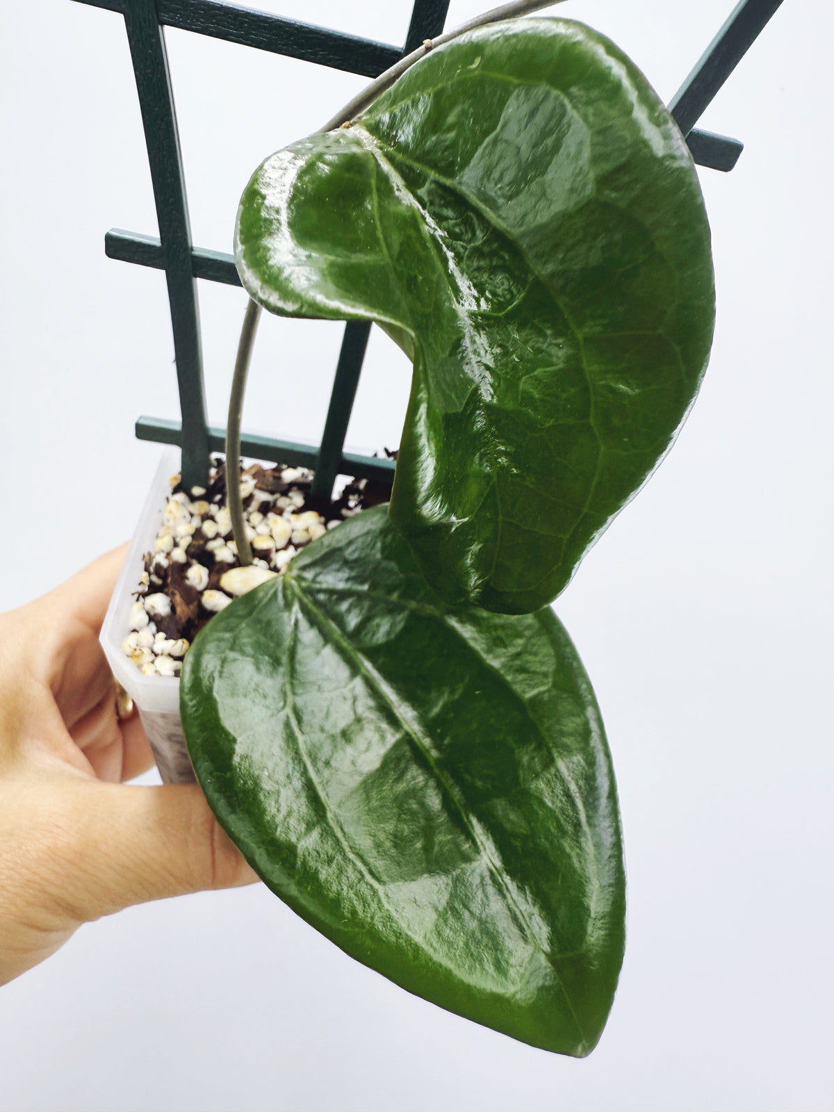 Hoya pentaphlebia