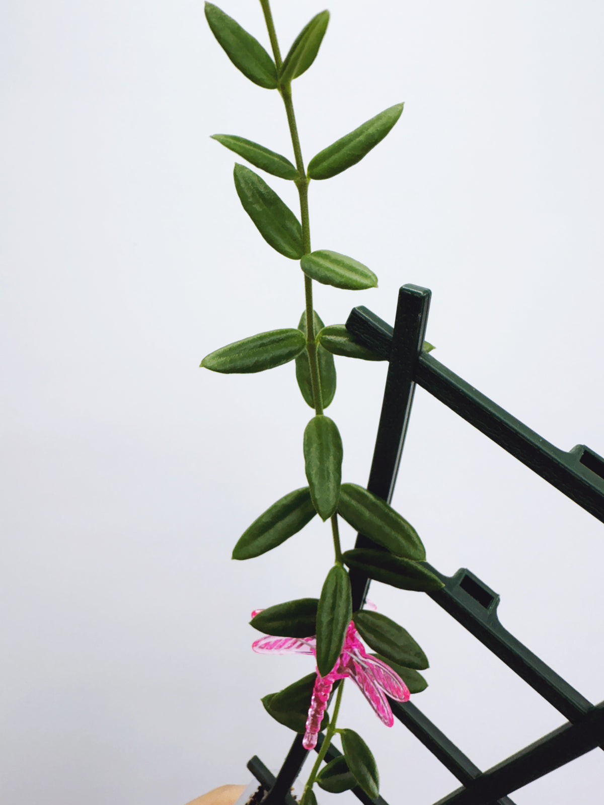 Hoya engleriana