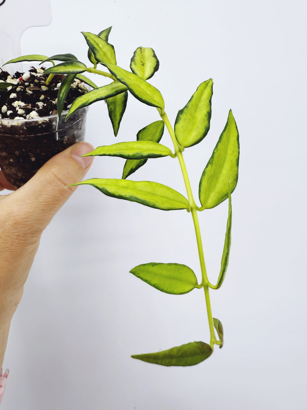 Hoya bella luis bois variegated (plant B)