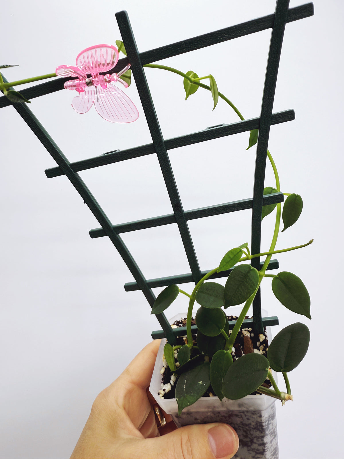 Hoya lithophytica