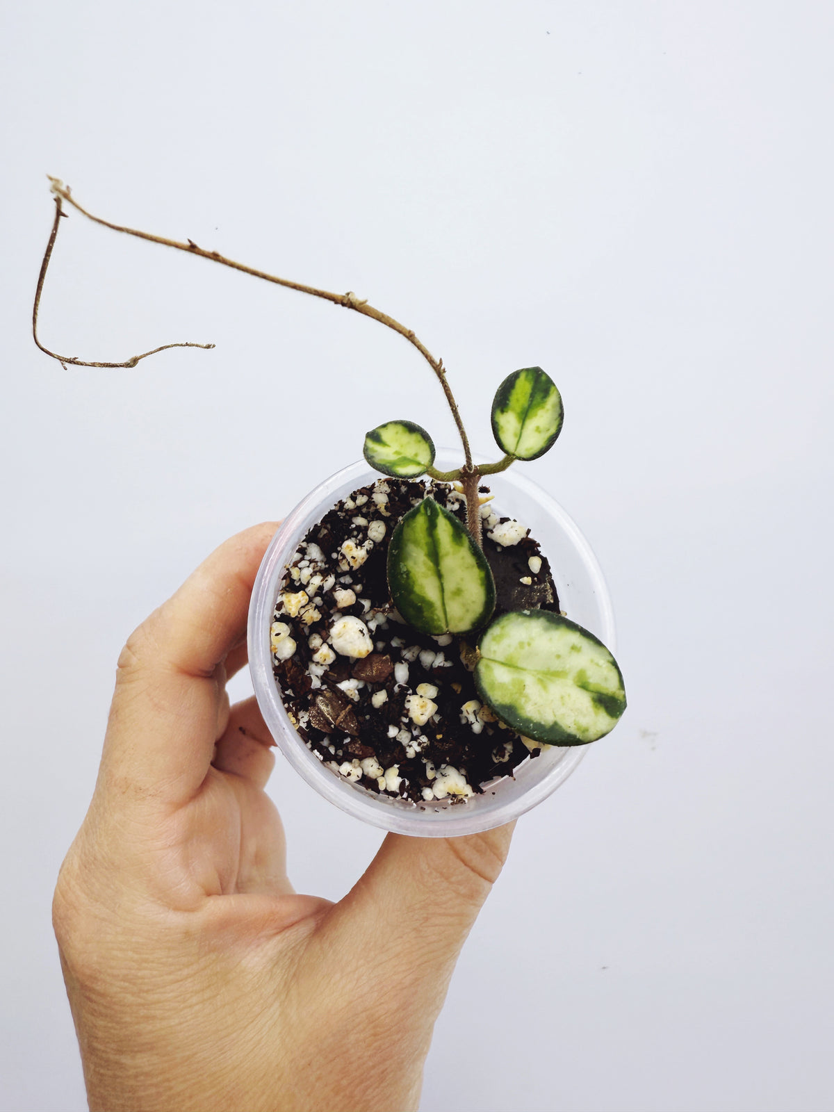 Hoya mathilde variegated