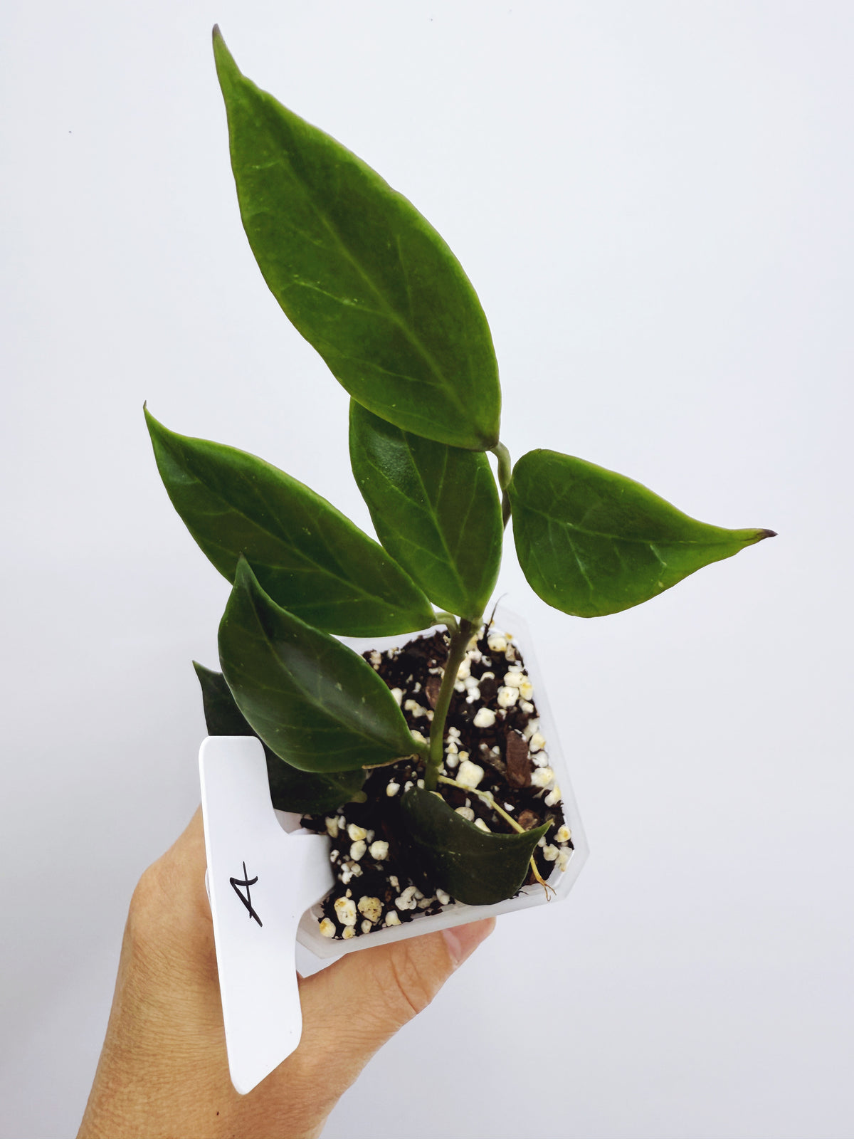 Hoya sunrise (plant A)