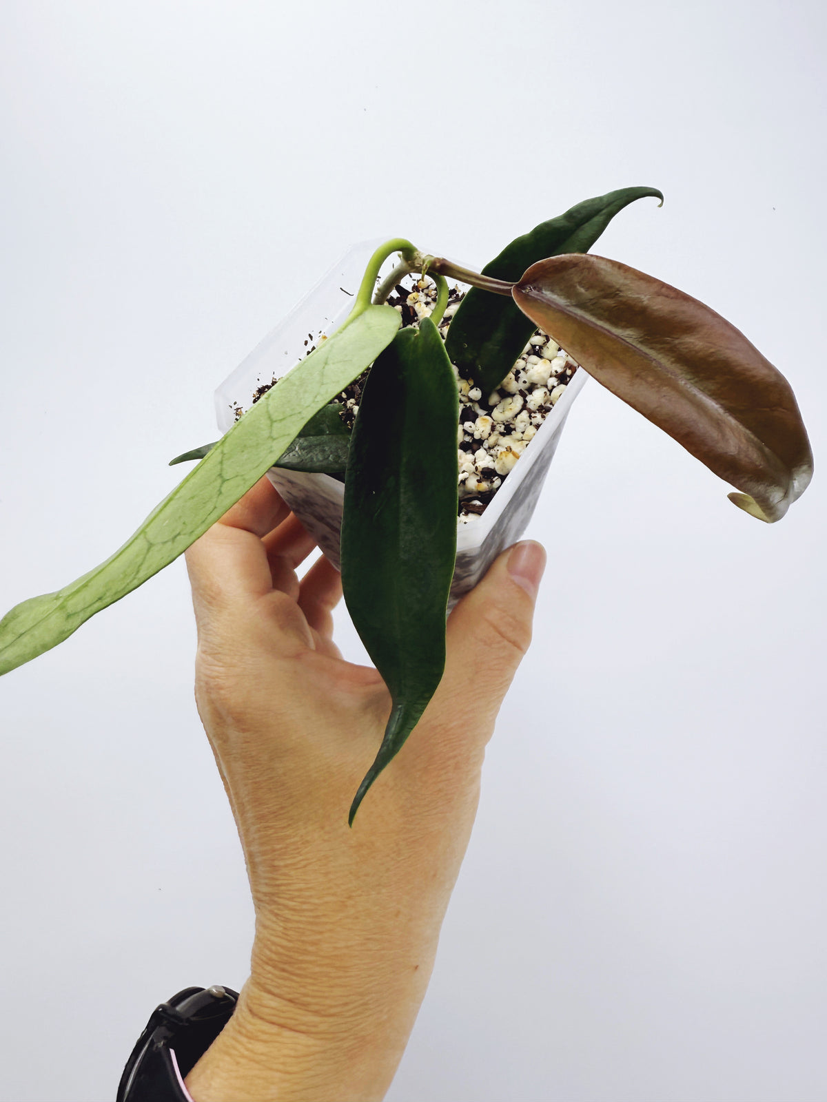 Hoya macgillivrayi