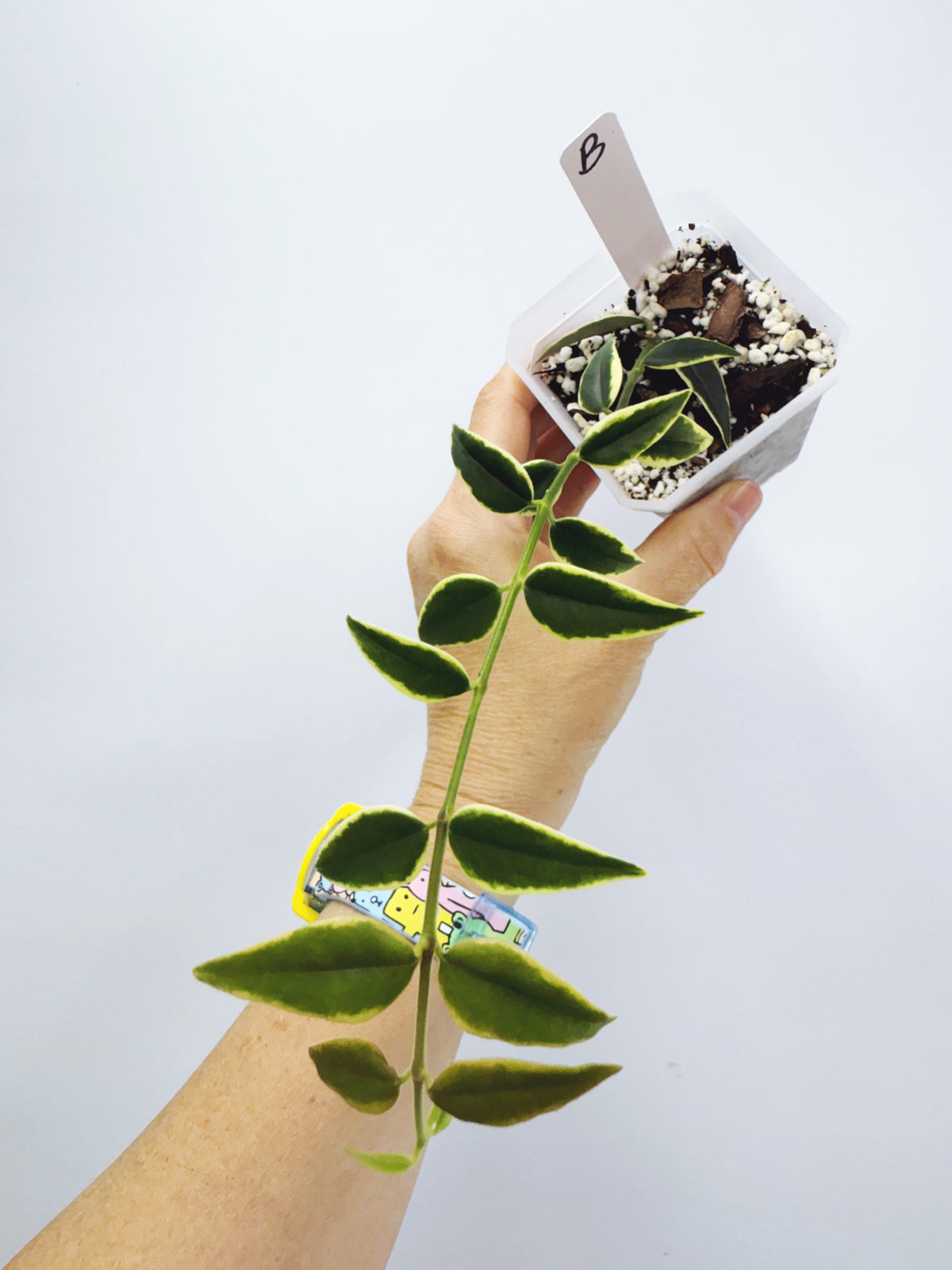 Hoya bella outer variegated (Plant B)