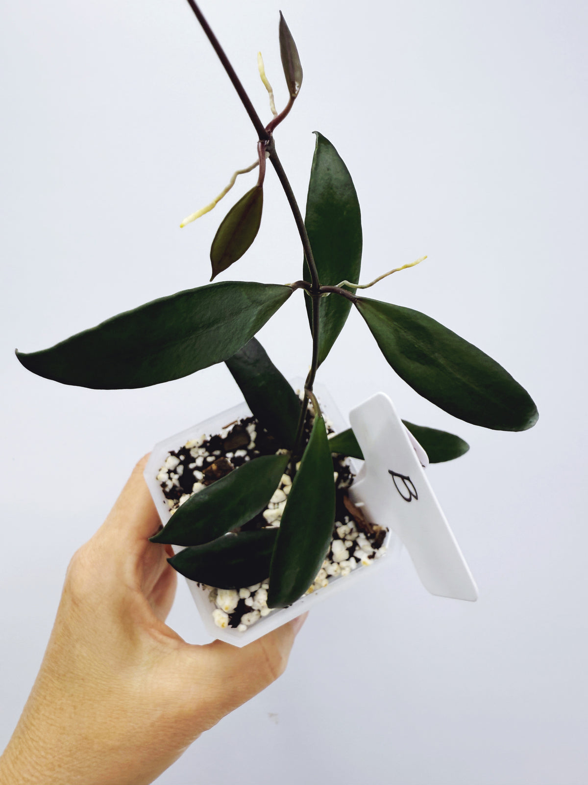 Hoya davidcummingii Plant B