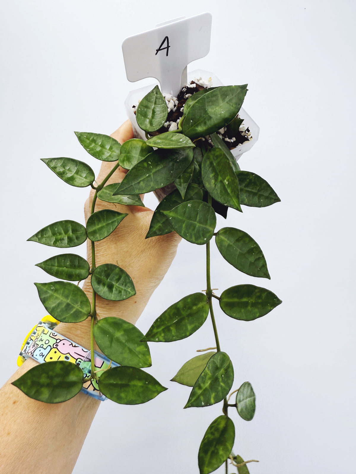 Hoya lacunosa amarillo (Plant A)