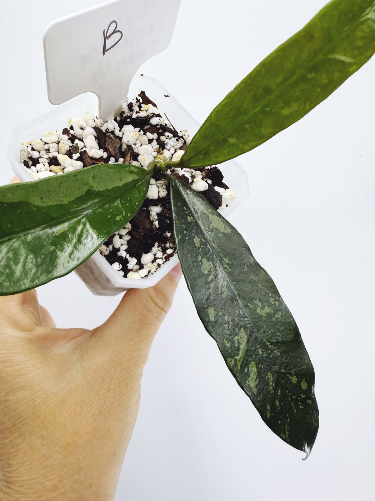 Hoya griffithii splash Plant B