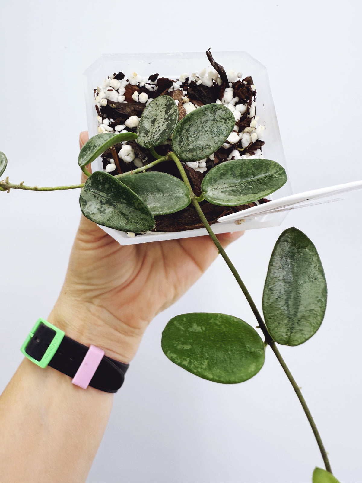 Hoya lima splash Plant B