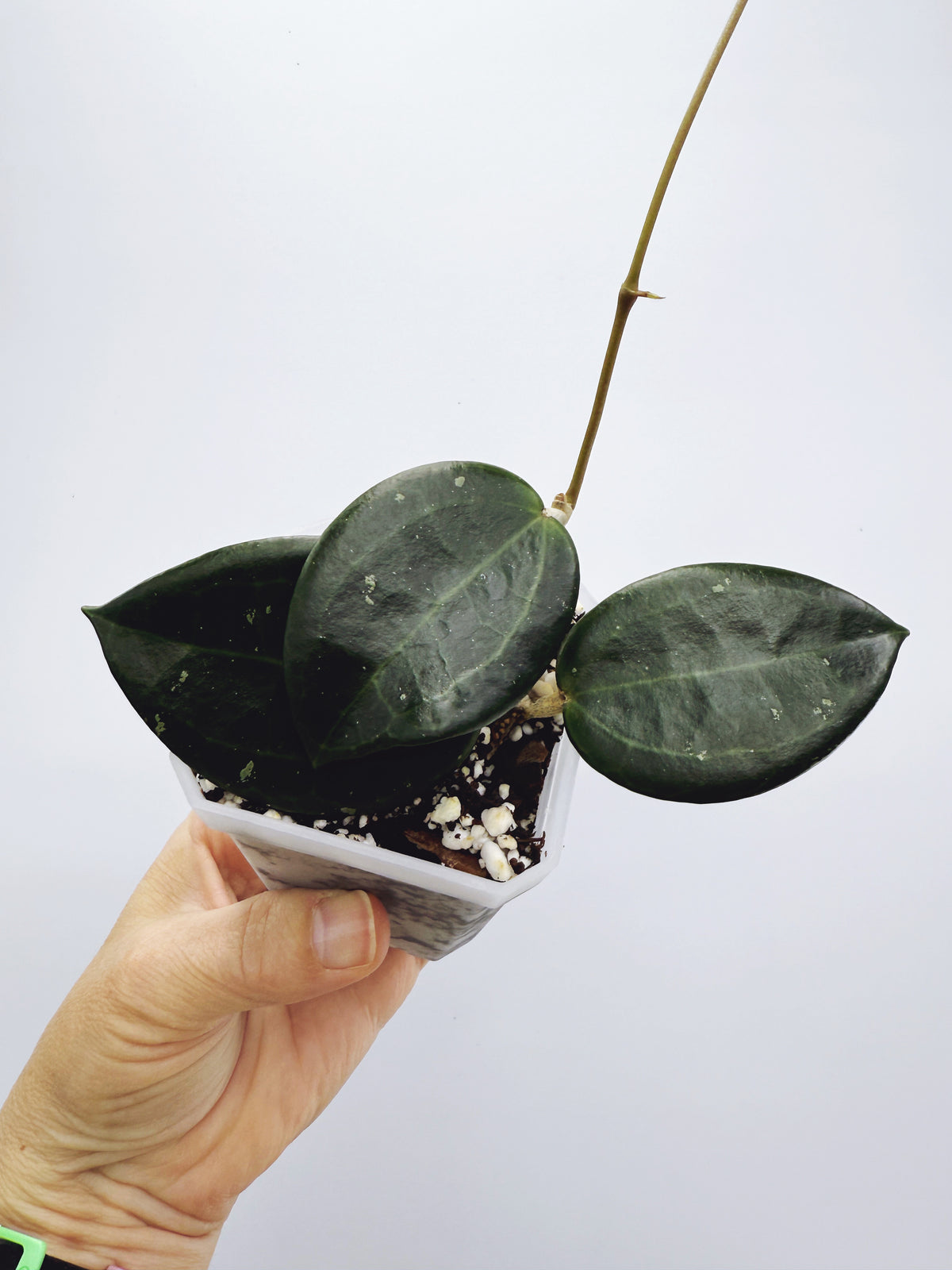 Hoya hanhiae yellow