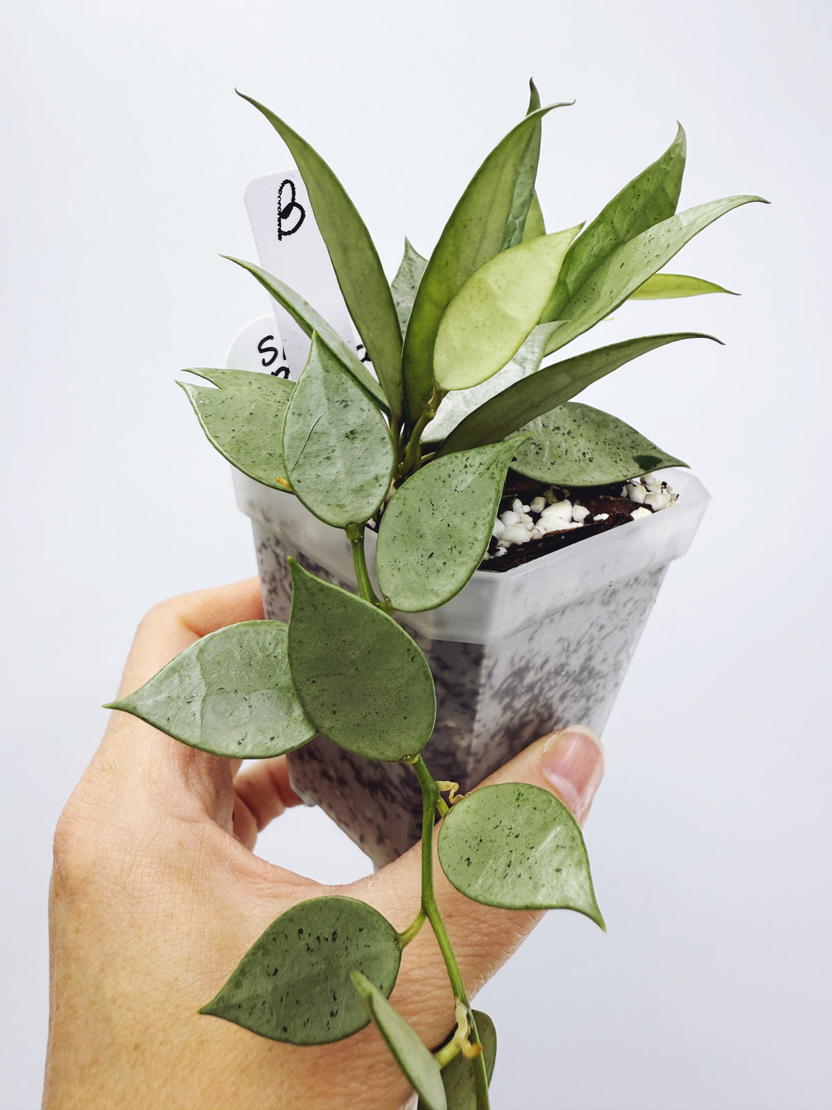 Hoya lacunosa silver mint coin (plant B)