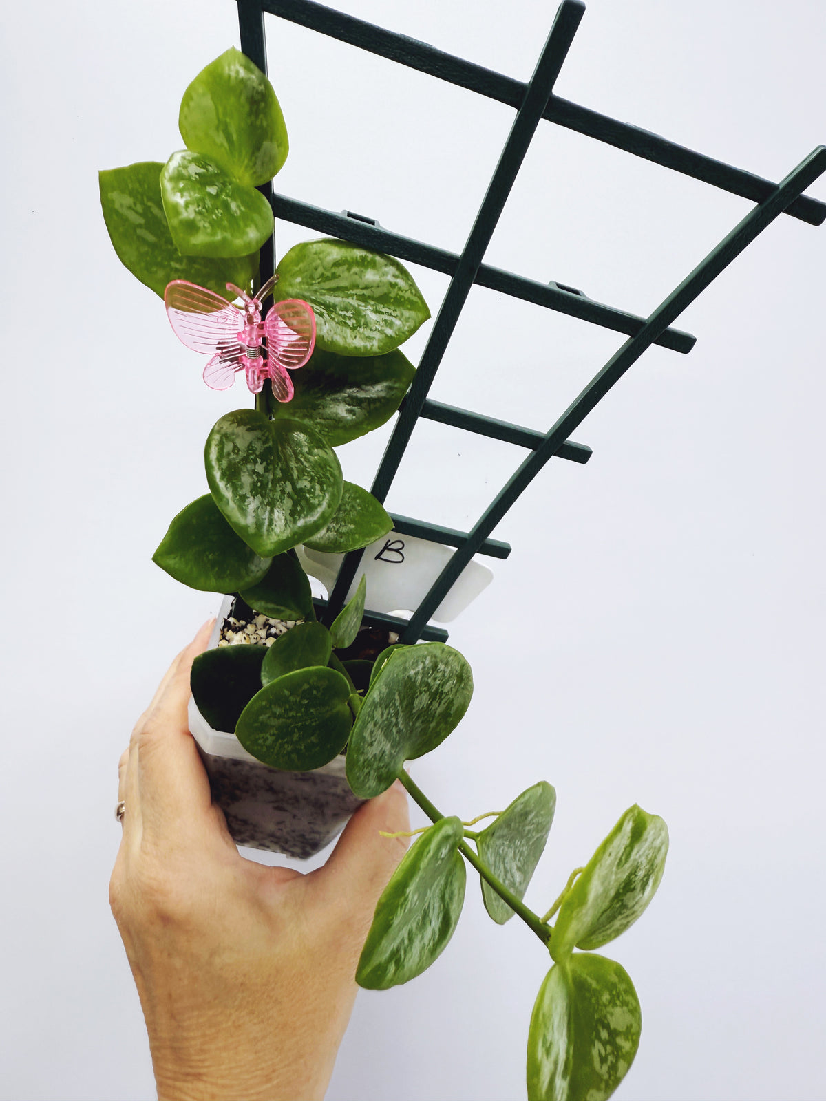 Hoya biakensis splash (Plant B)