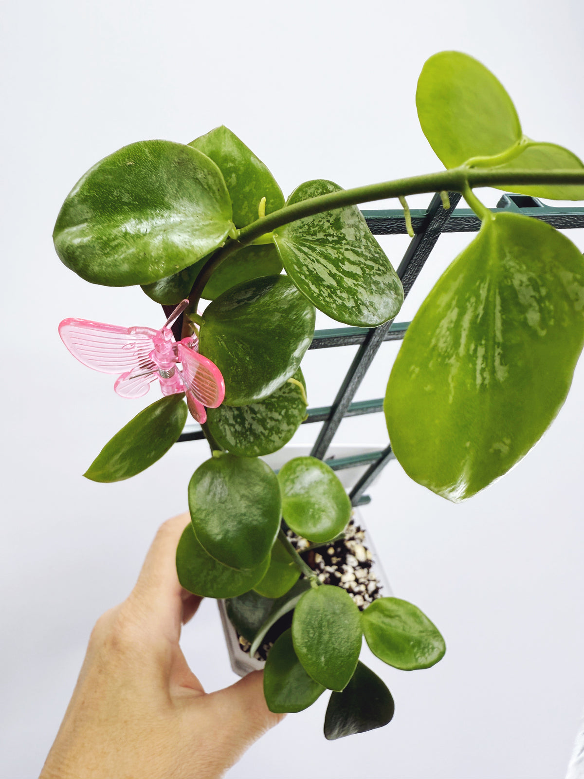 Hoya biakensis splash (Plant A)