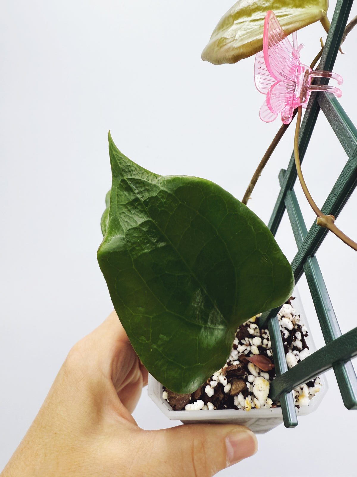 Hoya pentaphlebia