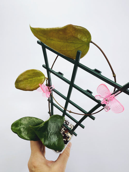 Hoya pentaphlebia